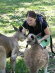 Hilary Kangaroos.JPG (91 KB)